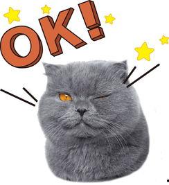 娱乐吃瓜君猫神,揭秘猫神背后的神秘故事